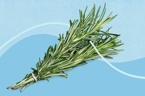 جوشانده رزماری بهتر است یا روغن رزماری